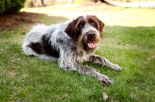 Wirehaired Pointing Griffon